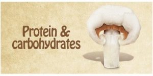 پروتئین و کربوهیدرات قارچ ها 