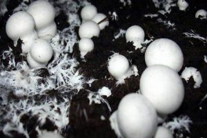 ميكروكليما در سالن پرورش قارچ 