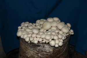button_mushrooms1