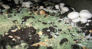 Photo of با کپک سبز (تریکودرما) در سالن های پرورش قارچ دکمه ای بیشتر آشنا شوید!