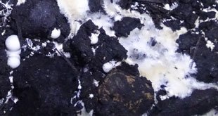 Photo of استروما در پرورش قارچ چه نوع بیماری است؟