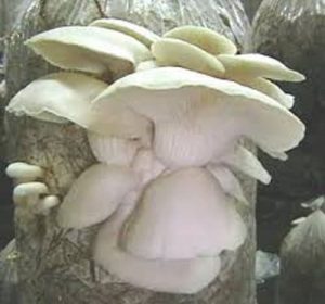 پرورش قارچ صدفی 