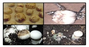 Photo of ۴ بیماری مهلک در پرورش قارچ دکمه ای که بدون شک با آن مواجه می شوید!