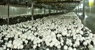 Photo of تولید قارچ را چگونه انجام دهیم؟