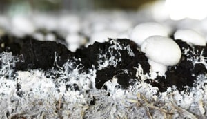 Photo of فصل مشترک کمپوست و خاک پوششی در پرورش قارچ چیست و چه اهمیتی دارد؟